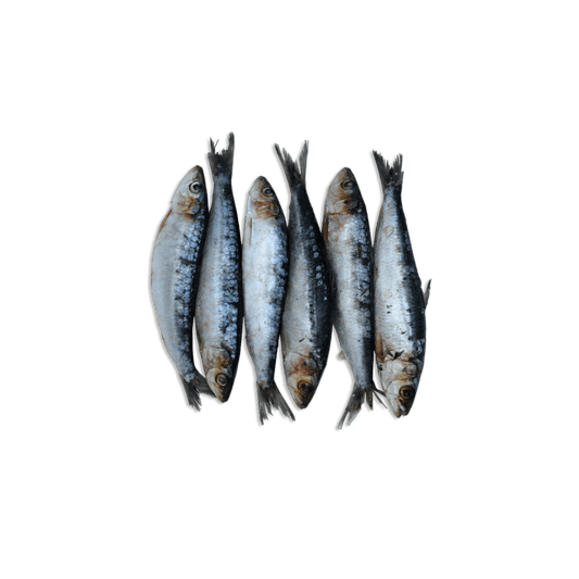 Frozen Sardines