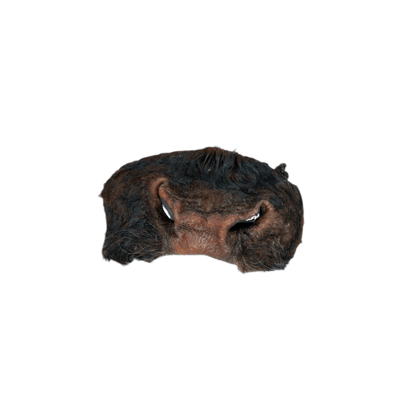 Dehydrated Beef Snout